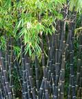 black bamboo